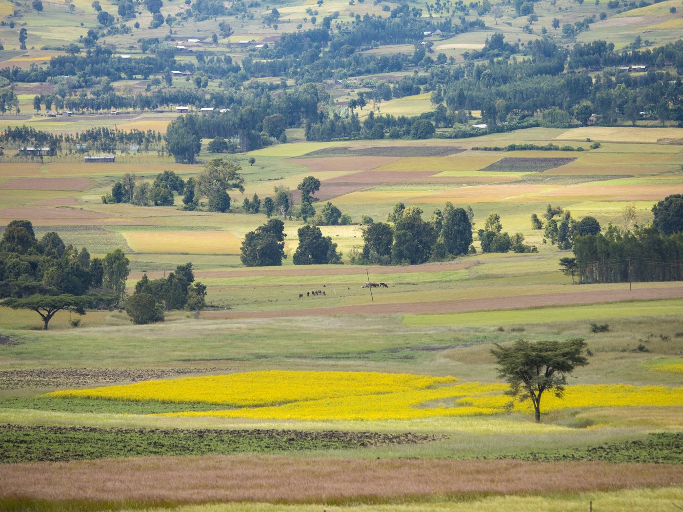 Addis Ababa, Ethiopia